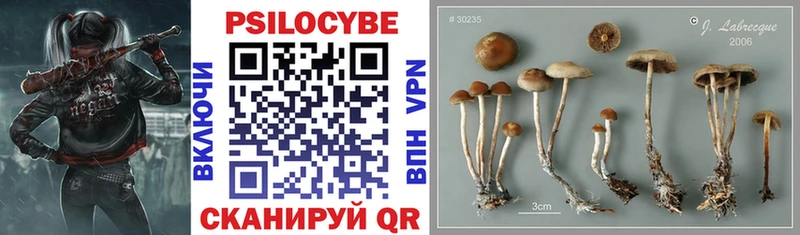 darknet какой сайт  Великий Новгород  Псилоцибиновые грибы мицелий  kraken ССЫЛКА 